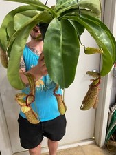 Nepenthes Miranda,  Pitcher