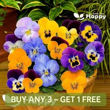 Horned Pansy Bambini Mix - 300