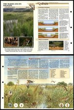 The Marsh & It's Wildlife #18 Habitats Wildlife Fact File Fold-Out Card