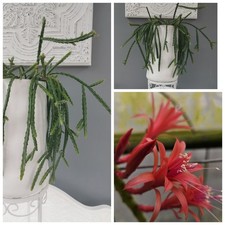 5 Rat Tail Cactus fresh unrooted Aporocactus 'Melanie'cuttings 6cm 