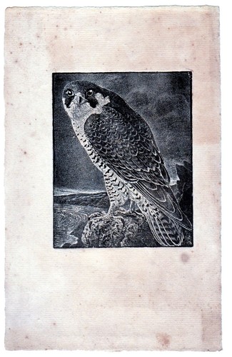 Tunnicliffe study a - study, of