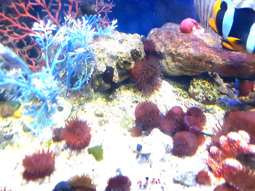 Red beadlet anemones - red,