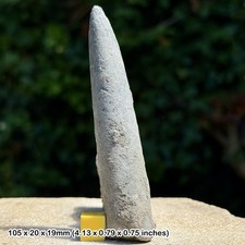 Belemnite – Belemnites explanatus Fossil, Kellaways Beds, Callovian, Jurassic: