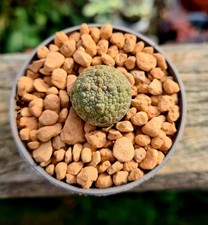 Pseudolithos Migiurtinus | rare succulent plant 
