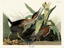John James Audubon - Green