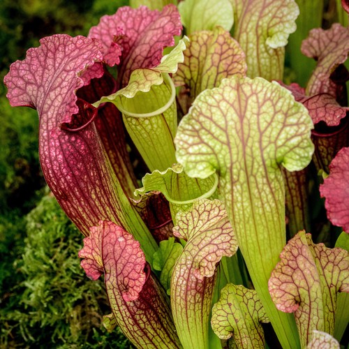 Sarracenia smoorii - 1,
