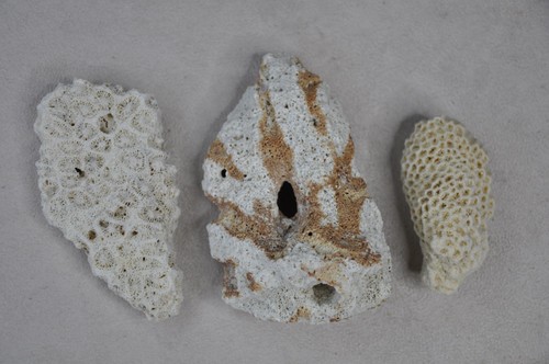 Natural real coral rock - natural,