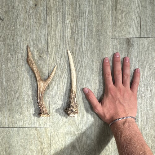 Fake antler piece set - 2,