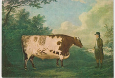 Postcard The Durham Ox Etching By Whessel After Boultbee Durham 1802 My Ref QR
