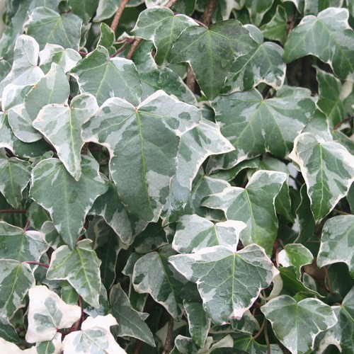 Hedera variegated white - variegated,