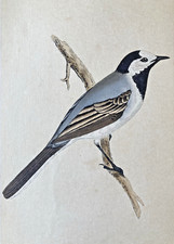 White Wagtail Antique Hand