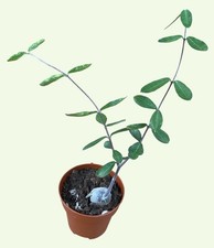 Fokea Edulis | Caudex Plant |