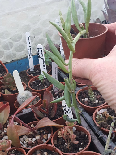 Curio radicans senecio - curio, (senecio