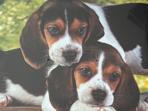 Beagle puppy dogs 500 - dogs,