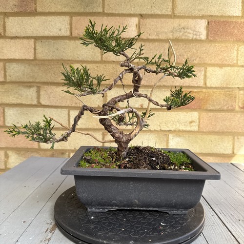 Pre bonsai juniper - pre, (mint