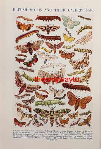 British moths and their - and,