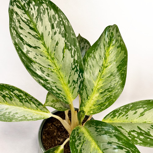 Aglaonema arctic lime 12cm - aglaonema,