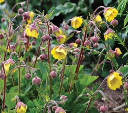 Geum rivale yellow water - yellow, avens