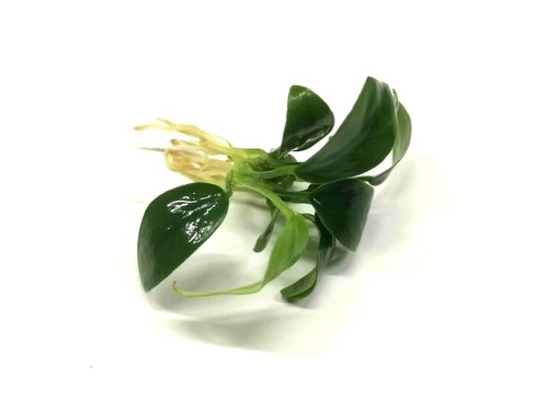 Anubias live aquarium plants - anubias,