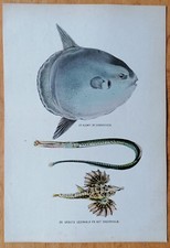 Fish Sunfish - Original Print