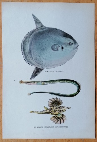 Fish sunfish original print - fish,