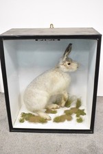 Vintage Taxidermy Scottish