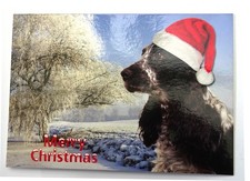 Blue Roan Cocker Spaniel