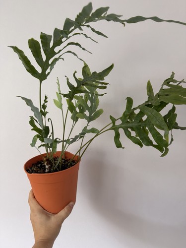 Phelobium aureum blue - phelobium, star'