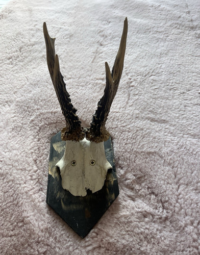 Deer antlers wooden plaque - on,