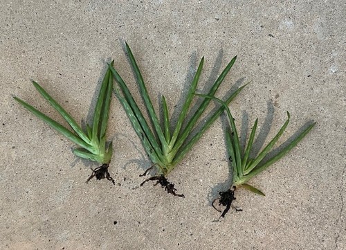 Three aloe vera barbadensis - three,