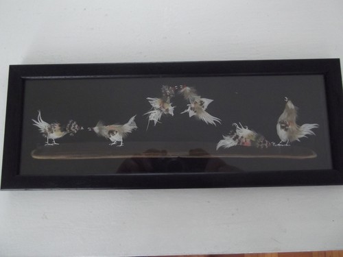 Original cock fighting feather - cock,
