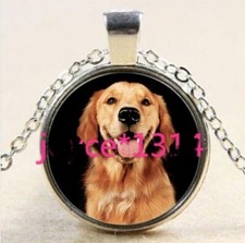 LABRADOR DOG PET ANIMAL