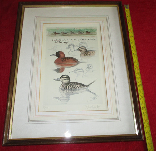 Peter scott masked ducks - scott,