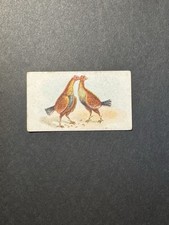 Fighting Cocks Cigarette Card (no 5)  Game Fowl