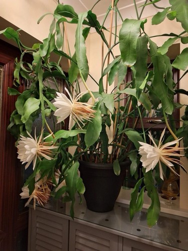 Epiphyllum orchid queen - 'queen, of
