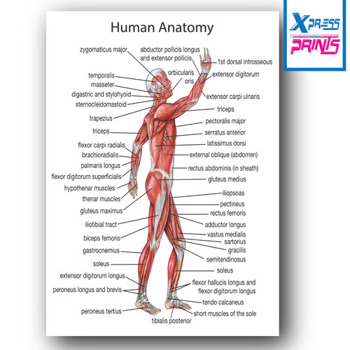 Human anatomy muscles the - human,