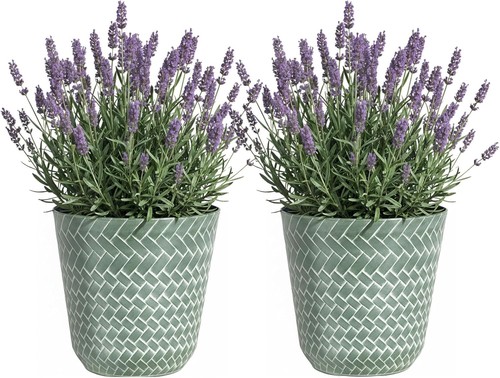 Nantucket plant pots large - plant,