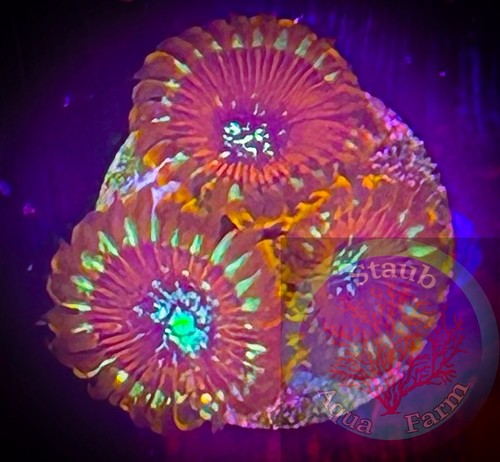 Saf magician zoanthid - saf~magician,