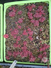 Drosera AKA Sundew Tomentosa