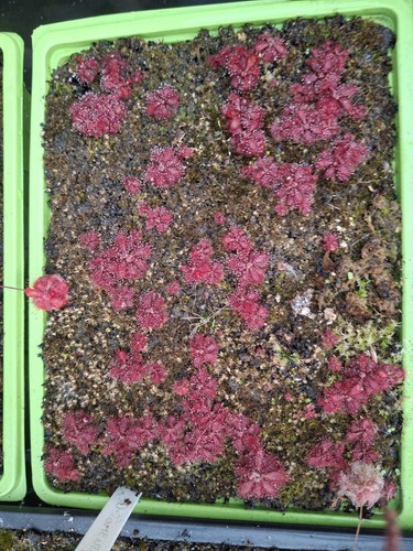 Drosera aka sundew tomentosa - drosera,