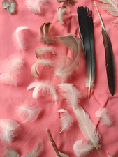 FREE FALLEN real feathers x 33