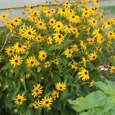 Rudbeckia fulgida speciosa