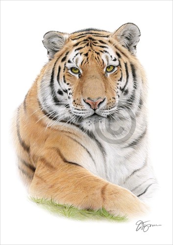 Tiger portrait colour pencil - portrait,