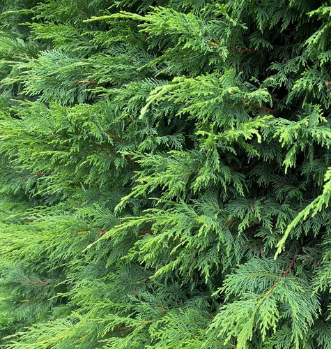 Green leylandii - green,