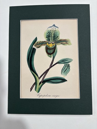 1855 orig botanical hand - 1855,