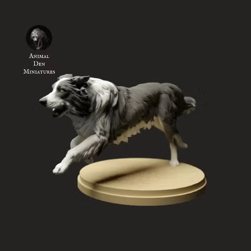 Border collie dog runs 3d - runs, |