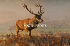 Deer Stag At Bushy Park London