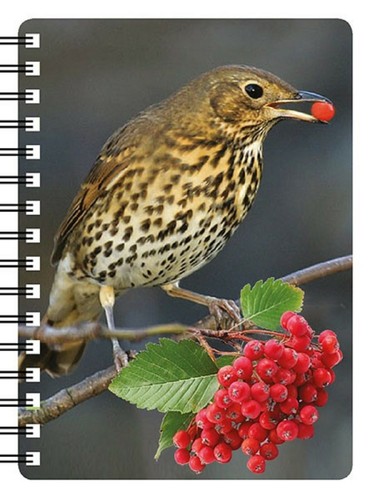 British wild bird notebooks - british,