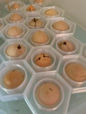 Avocado Seed Boat Float •