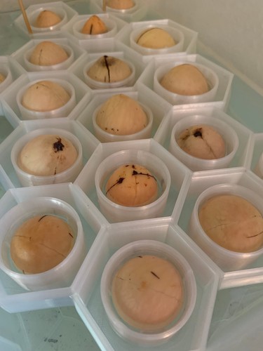 Avocado seed boat - seed,